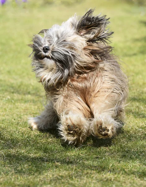 Kör tibetansk terrier hund — Stockfoto