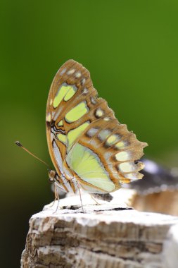 tropikal kelebek