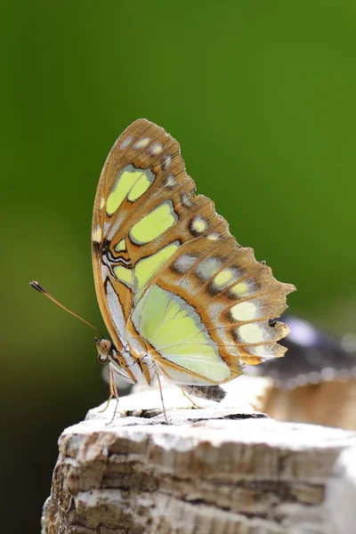 Tropical Butterfly — Stock Photo, Image