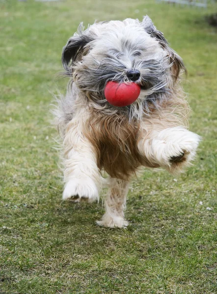 Løpende tibetansk terrier hund – stockfoto