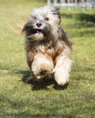 Tibet terrier köpek koşma