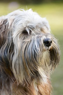 Tibet terrier köpek