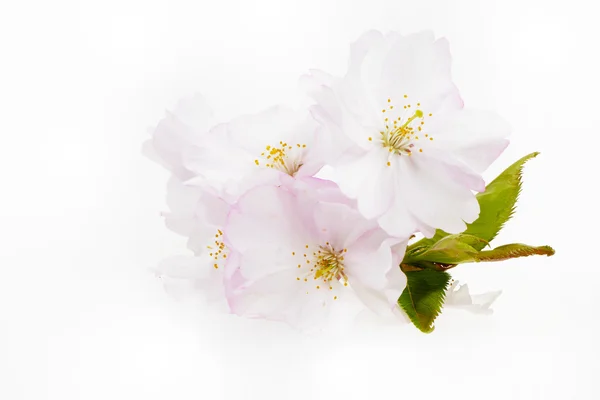 Isolated Cherry Blossoms — Stock Photo, Image