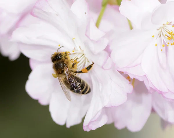 Honeybee — Stock fotografie