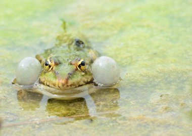 Kurbağa croaking