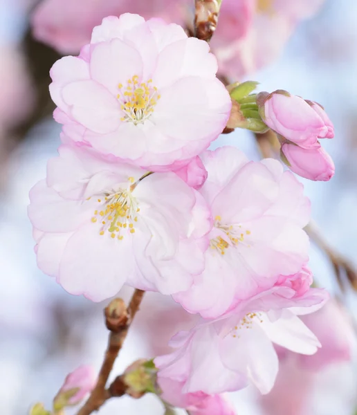 Cherry Blossom — Stock Photo, Image