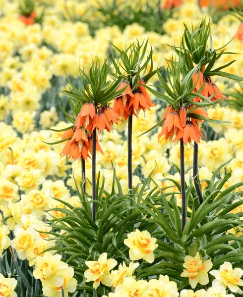 Fritillaria imperialis flor — Fotografia de Stock