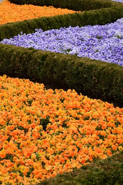 Viola Flowers — Stock Photo, Image