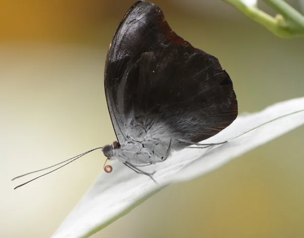 Borboleta tropical — Fotografia de Stock