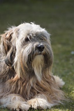 Tibet terrier köpek