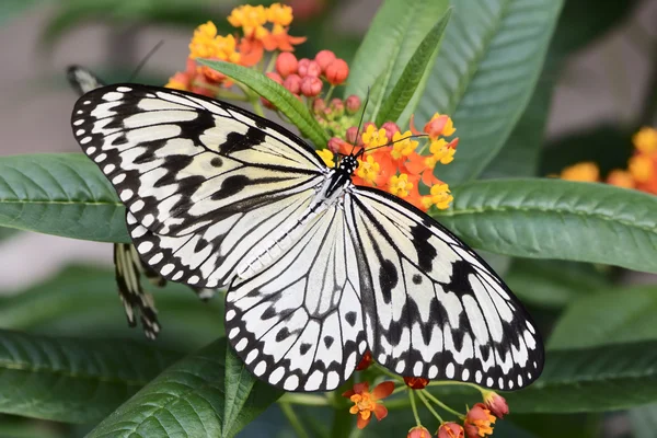 Mariposa exótica — Foto de Stock