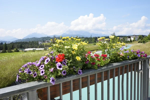 Caixa de flores nos Alpes — Fotografia de Stock