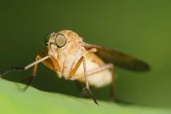 Koně fly — Stock fotografie