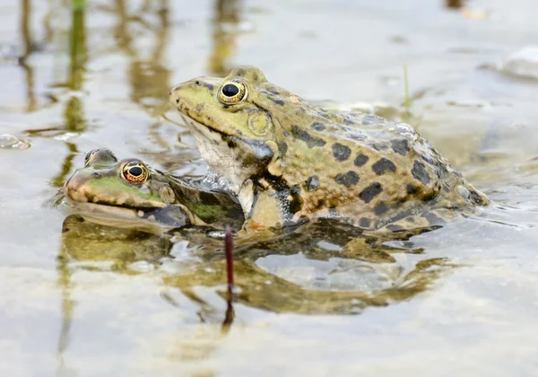 Paarungsfrösche — Stockfoto