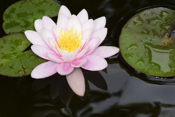Pink Lotus — Stock Photo, Image