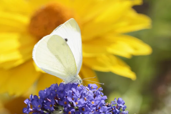 White Cabbage Butterfly — Stock Photo, Image