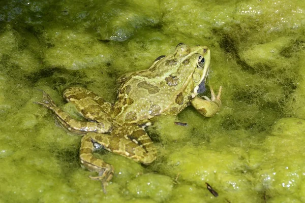 Krächzender Frosch — Stockfoto