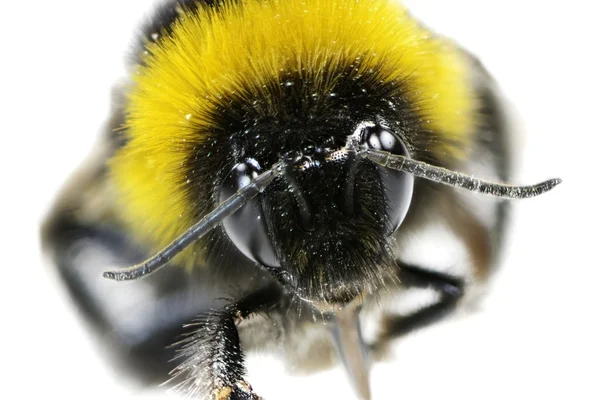 Bumblebee — Stock Photo, Image