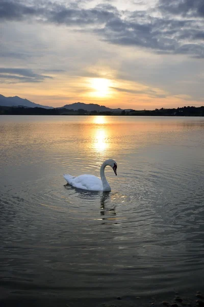 Swan during Sunset — Stock Photo, Image