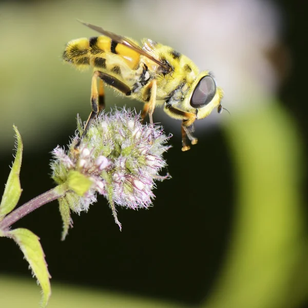 Schwebfliege — Stockfoto