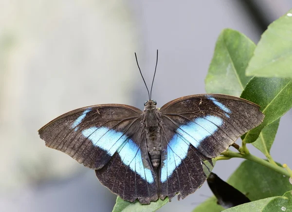 Exotic Butterfly — Stock Photo, Image