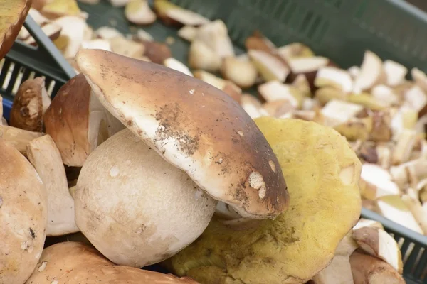 Boletus Mushrooms — Stock Photo, Image