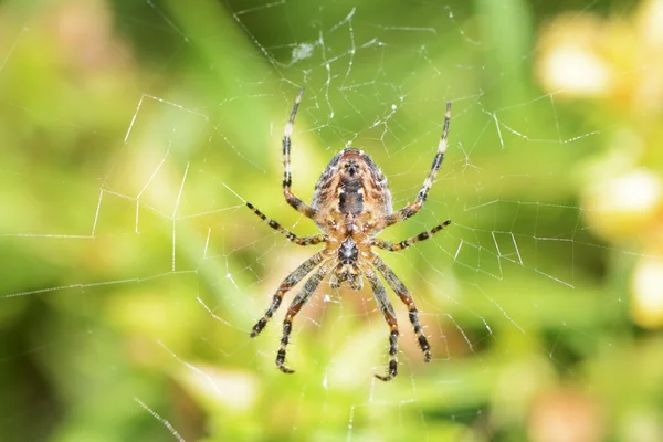 Aranha de jardim — Fotografia de Stock