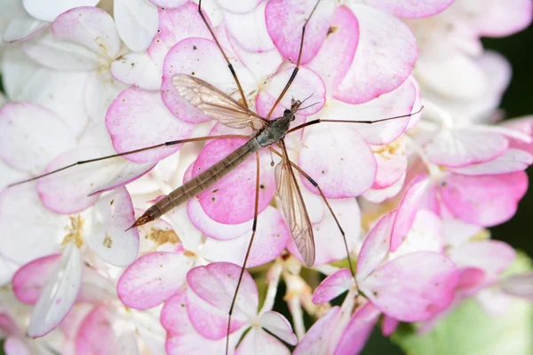 Grúa mosca — Foto de Stock