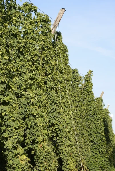 Hop Garden — Stock Photo, Image