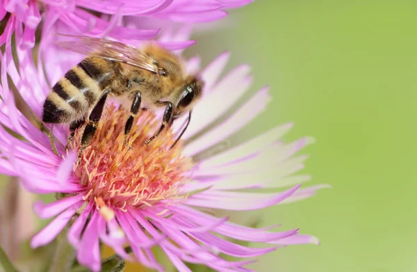 Aster flor con abeja —  Fotos de Stock