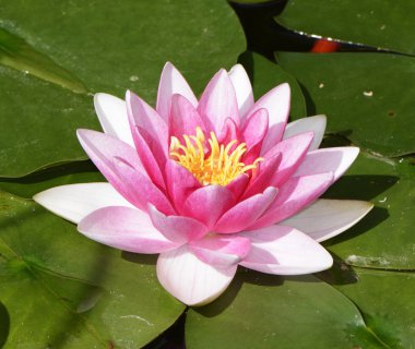 Lotus çiçeği.