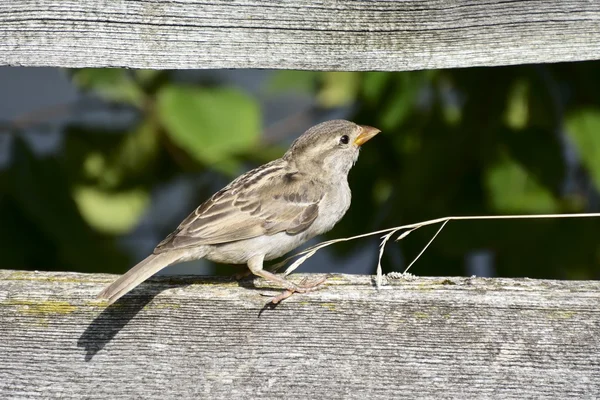 Pájaro gorrión — Foto de Stock