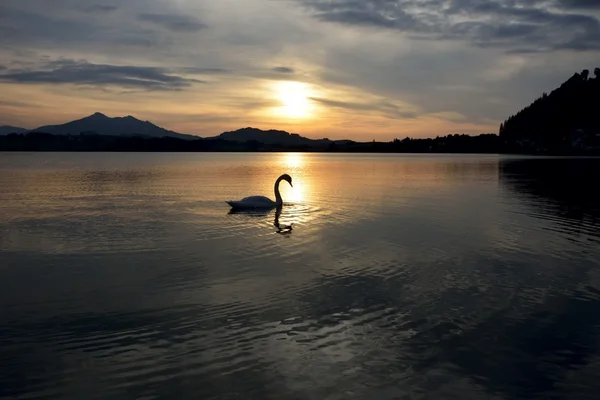 Cisne durante o pôr do sol — Fotografia de Stock