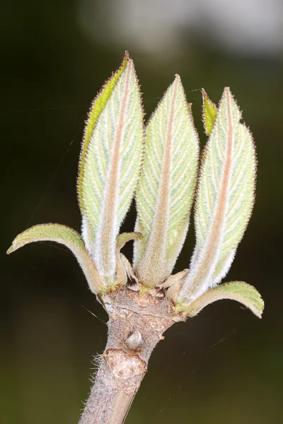 Fresh leaves — Stock Photo, Image