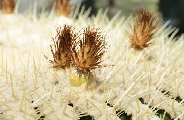 Cactus — Stock Photo, Image