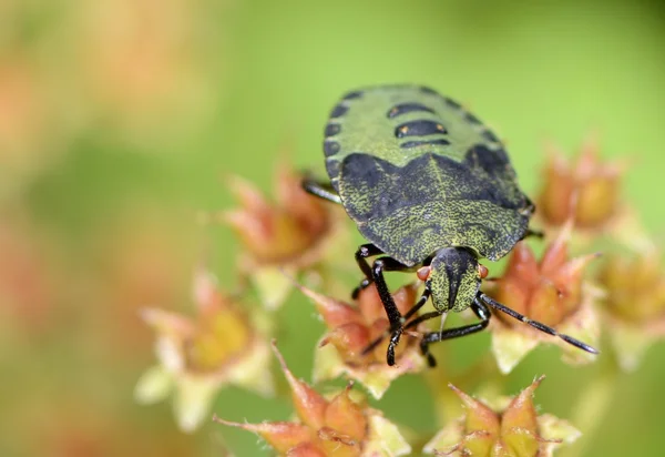 Escudo verde Bug — Foto de Stock