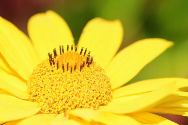 Gelbe Margeritenblüte — Stockfoto