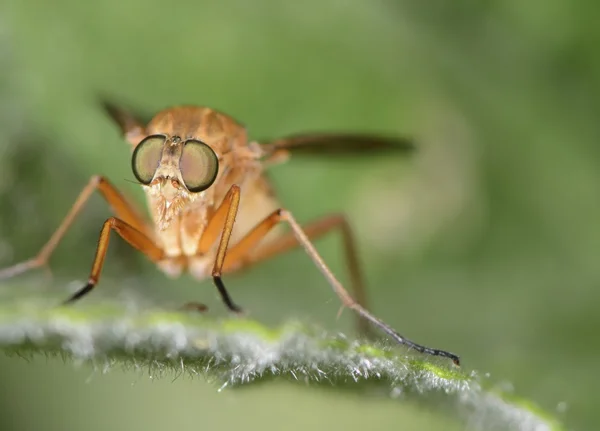 Mosca de caballo — Foto de Stock