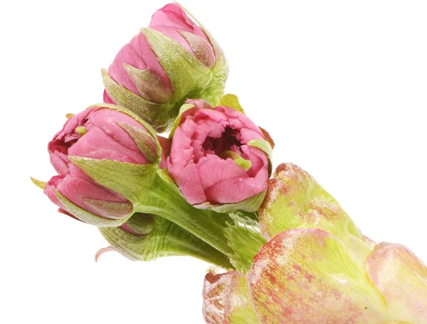 Brotes de flor de cerezo — Foto de Stock