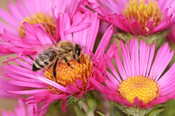 꿀벌과 꽃 꽃 — 스톡 사진