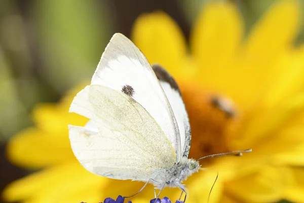 White Cabbage Butterfly — Stock Photo, Image