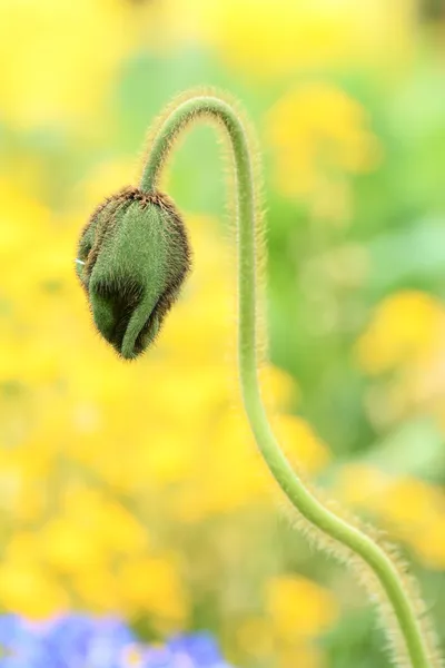 Poppy bud — Stockfoto