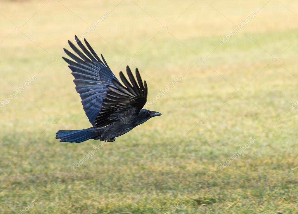 カラス写真素材 ロイヤリティフリーカラス画像 Depositphotos カラス写真素材 ロイヤリティフリーカラス画像 Depositphotos