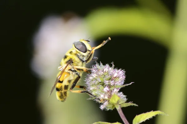 Schwebfliege — Stockfoto