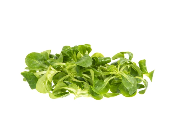 Field Salad — Stock Photo, Image