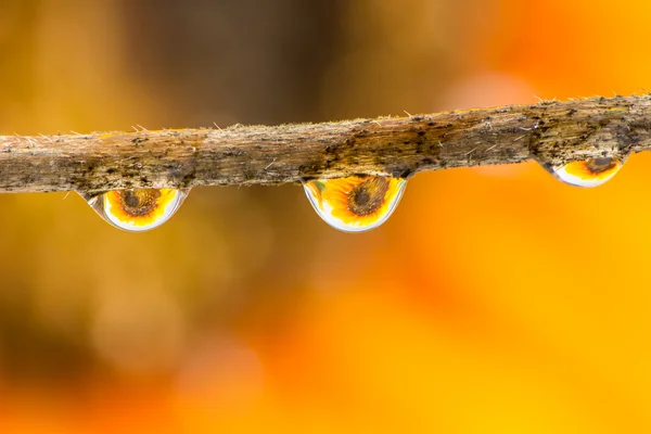 Flower and Raindrops — Stock Photo, Image