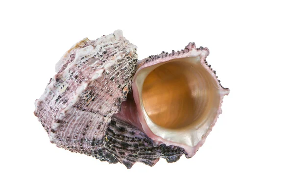 Seashell — Stock Photo, Image