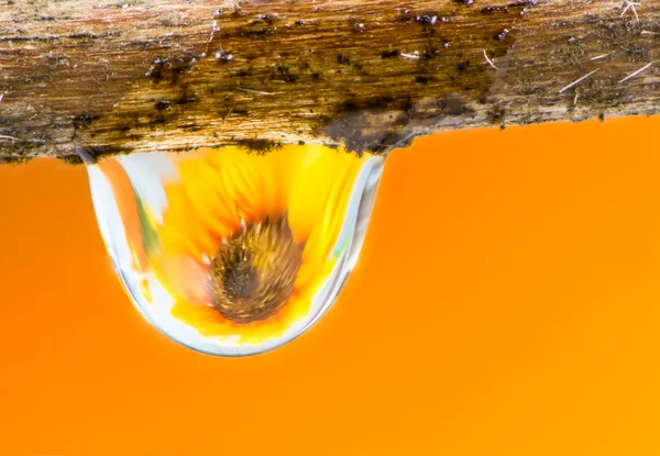 Květina a dešťová kapka — Stock fotografie