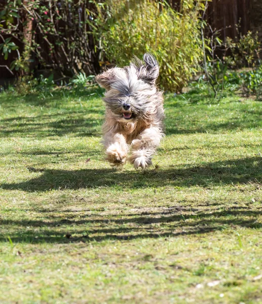 Jumping Dog — Stock Photo, Image