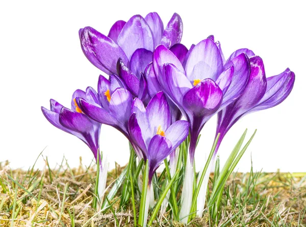 Flores aisladas de primavera — Foto de Stock
